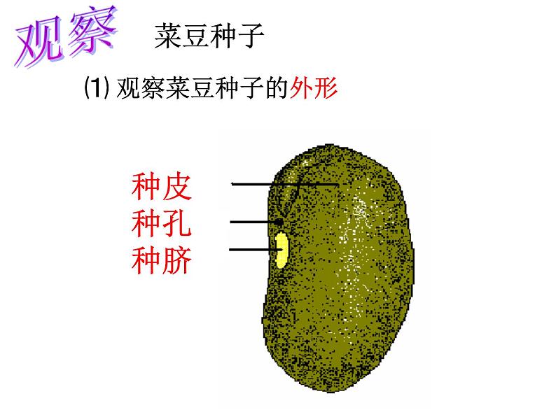 【浙教版】科学七下：1.4《植物的一生》ppt课件（2）03