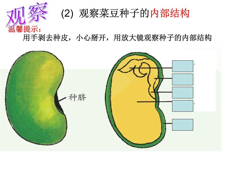 【浙教版】科学七下：1.4《植物的一生》ppt课件（2）04