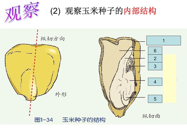 【浙教版】科学七下：1.4《植物的一生》ppt课件（2）06