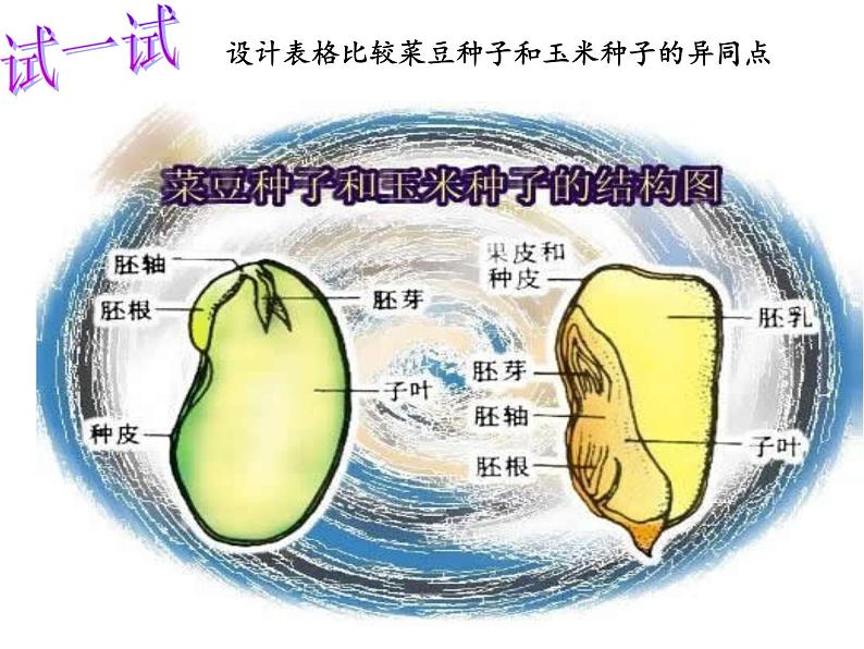 【浙教版】科学七下：1.4《植物的一生》ppt课件（2）07