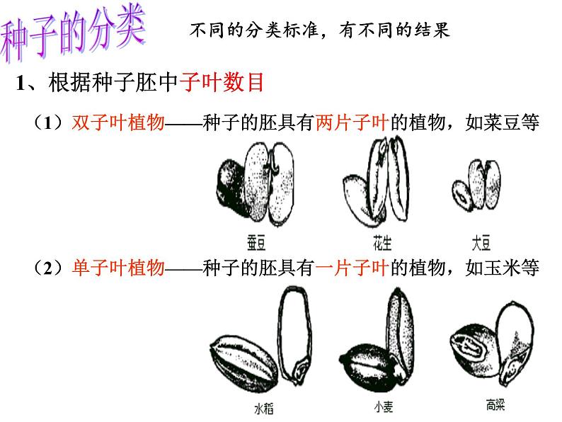 【浙教版】科学七下：1.4《植物的一生》ppt课件（2）08