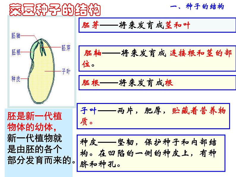 【浙教版】科学七下：1.4《植物的一生》ppt课件（3）第2页