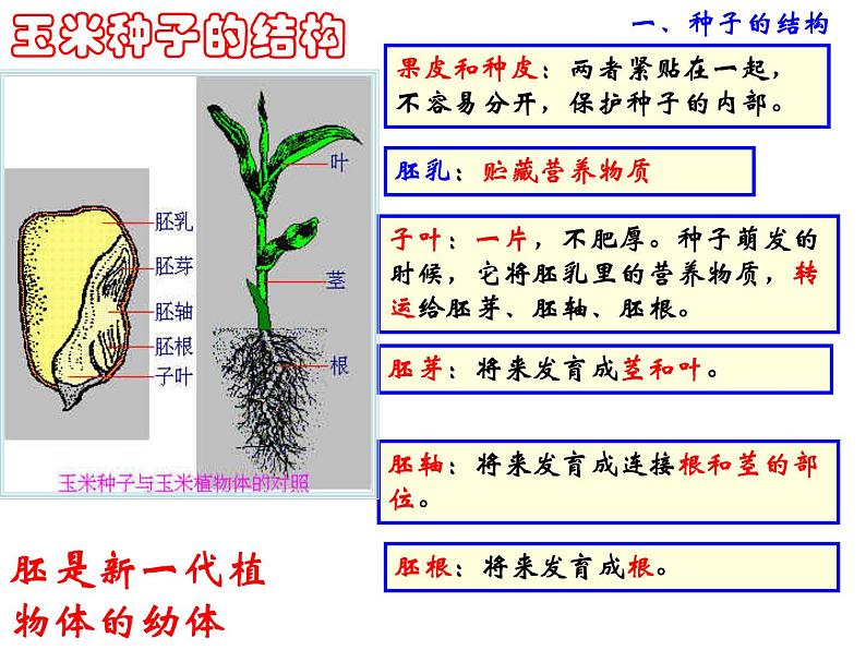 【浙教版】科学七下：1.4《植物的一生》ppt课件（3）第3页