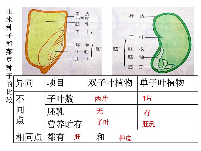 【浙教版】科学七下：1.4《植物的一生》ppt课件（3）第4页