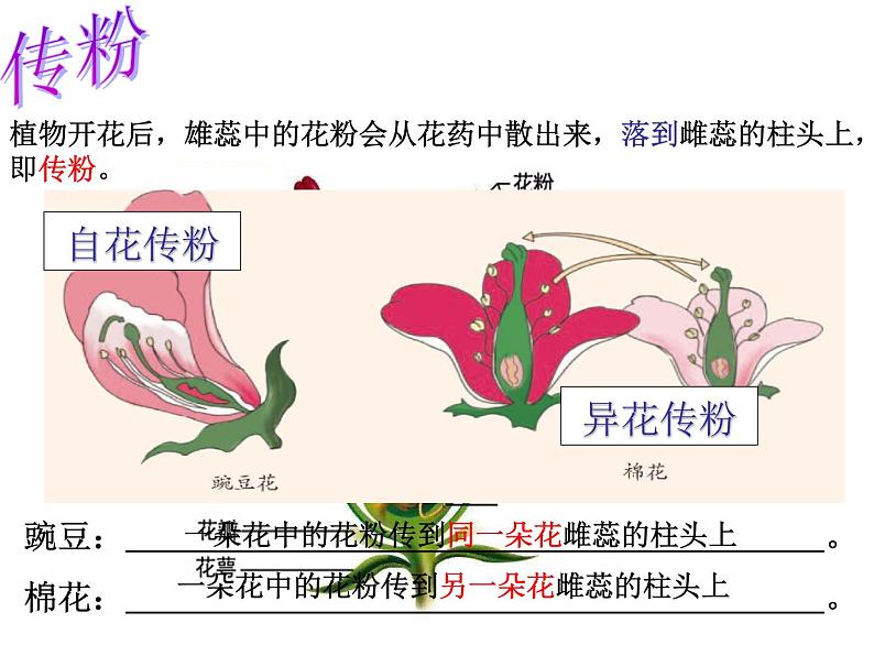 【浙教版】科学七下：1.5《植物生殖方式的多样性》（第1课时）ppt课件（1）04