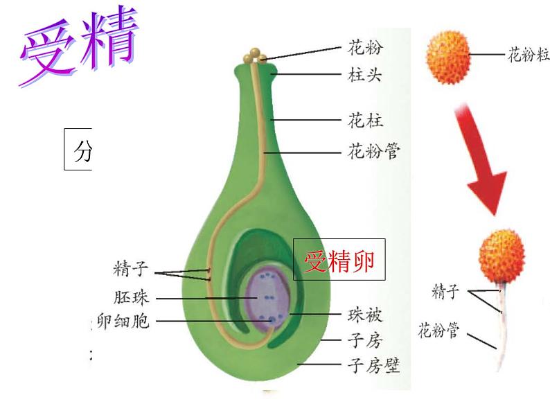 【浙教版】科学七下：1.5《植物生殖方式的多样性》（第1课时）ppt课件（1）07