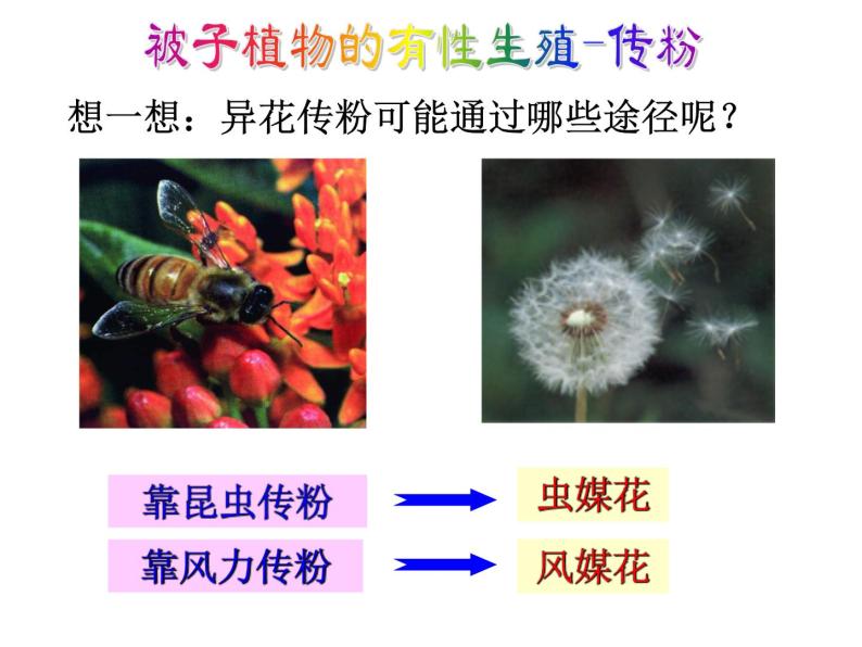【浙教版】科学七下：1.5《植物生殖方式的多样性》（第1课时）ppt课件06