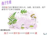 【浙教版】科学七下：1.5《植物生殖方式的多样性》（第2课时）ppt课件（1）
