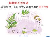 【浙教版】科学七下：1.5《植物生殖方式的多样性》（第2课时）ppt课件
