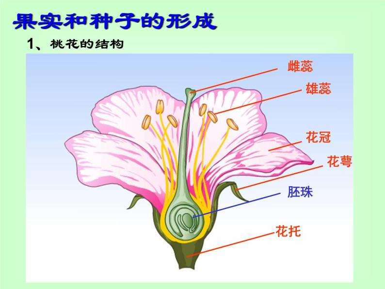 【浙教版】科学七下：1.5《植物生殖方式的多样性》ppt课件（2）03