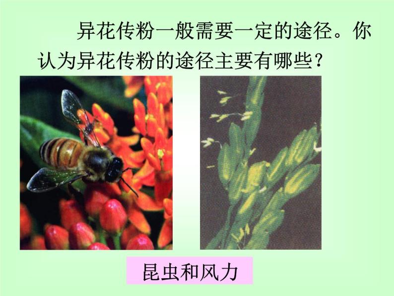 【浙教版】科学七下：1.5《植物生殖方式的多样性》ppt课件（2）06