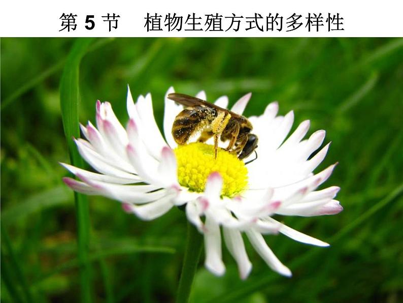 【浙教版】科学七下：1.5《植物生殖方式的多样性》ppt课件（3）第1页