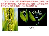 【浙教版】科学七下：1.5《植物生殖方式的多样性》ppt课件（3）