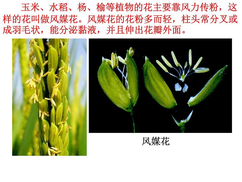 【浙教版】科学七下：1.5《植物生殖方式的多样性》ppt课件（3）第5页