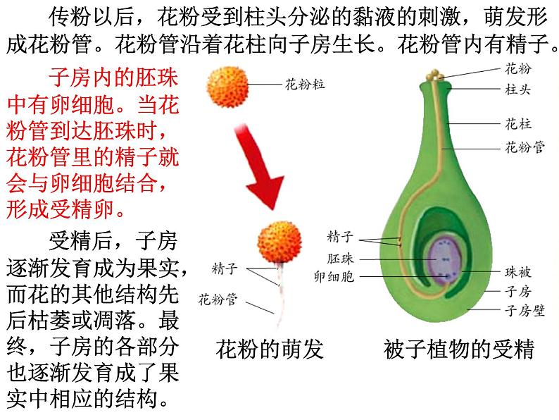 【浙教版】科学七下：1.5《植物生殖方式的多样性》ppt课件（3）第7页