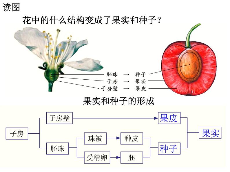 【浙教版】科学七下：1.5《植物生殖方式的多样性》ppt课件（3）第8页