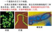 【浙教版】科学七下：1.6《细菌和真菌的繁殖》ppt课件（1）