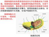 【浙教版】科学七下：1.6《细菌和真菌的繁殖》ppt课件（1）