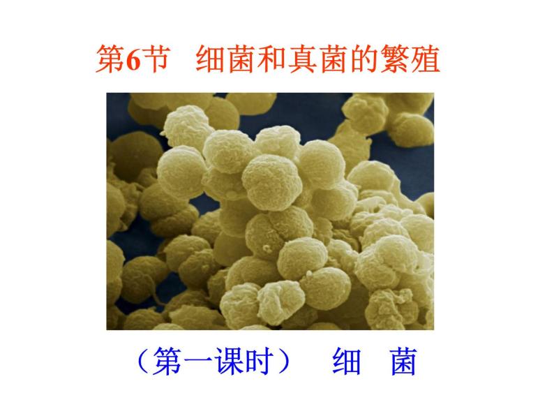【浙教版】科学七下：1.6《细菌和真菌的繁殖》ppt课件（2）06