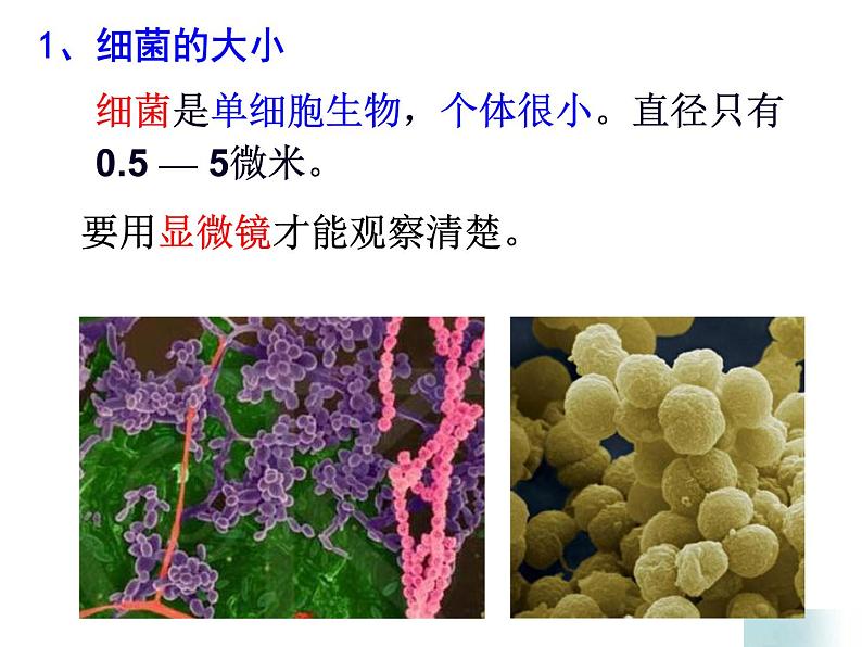 【浙教版】科学七下：1.6《细菌和真菌的繁殖》ppt课件（2）08