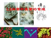 【浙教版】科学七下：1.6《细菌和真菌的繁殖》ppt课件（4）