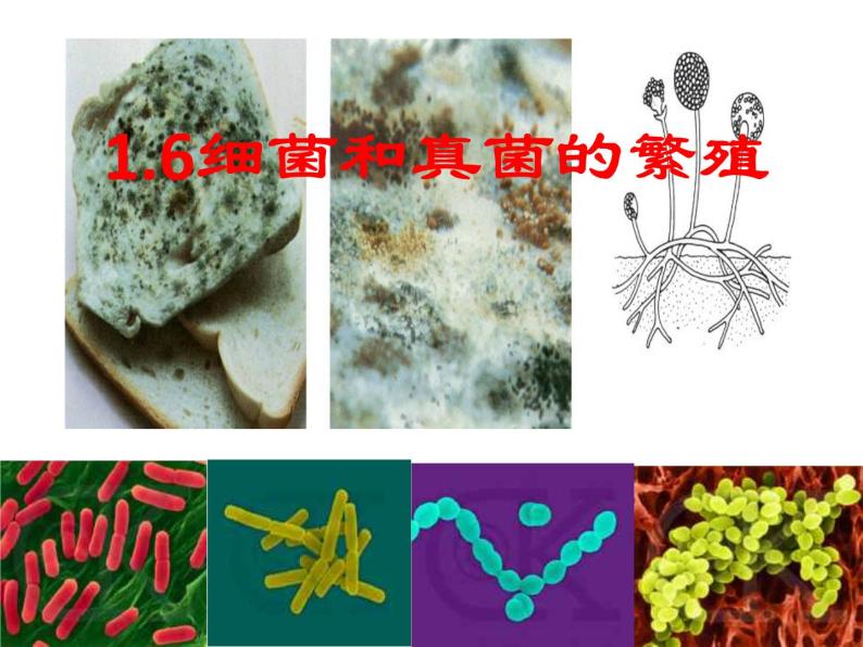 【浙教版】科学七下：1.6《细菌和真菌的繁殖》ppt课件（4）01