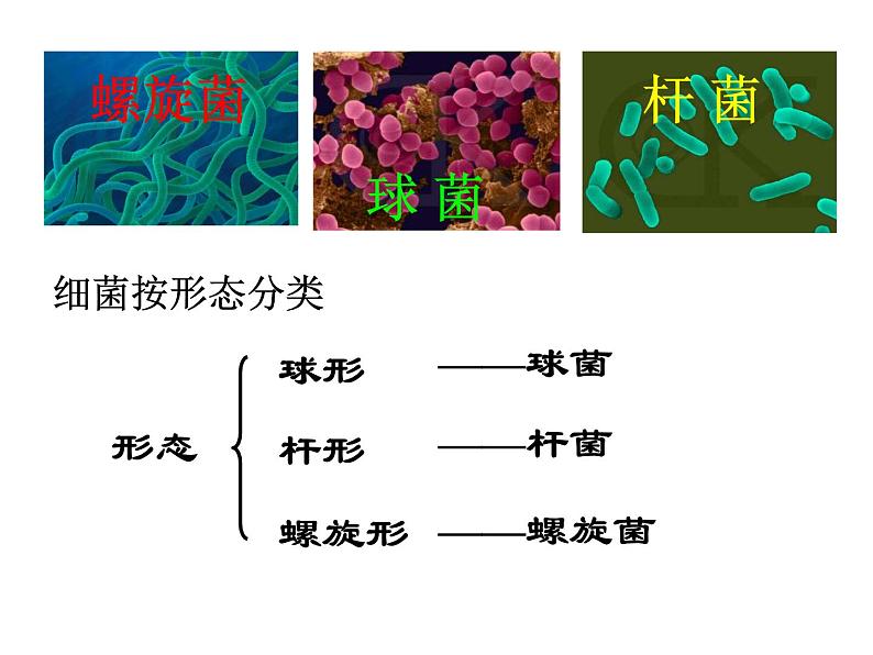 【浙教版】科学七下：1.6《细菌和真菌的繁殖》ppt课件（4）04