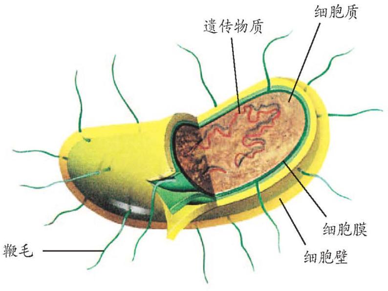 【浙教版】科学七下：1.6《细菌和真菌的繁殖》ppt课件（4）05