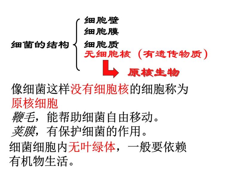 【浙教版】科学七下：1.6《细菌和真菌的繁殖》ppt课件（4）06