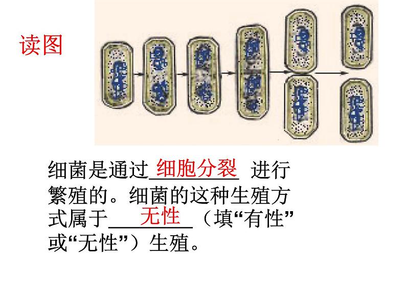 【浙教版】科学七下：1.6《细菌和真菌的繁殖》ppt课件（4）07