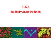【浙教版】科学七下：1.6《细菌和真菌的繁殖》ppt课件（3）