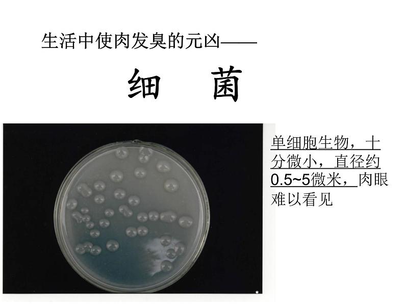 【浙教版】科学七下：1.6《细菌和真菌的繁殖》ppt课件（3）04