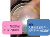 【浙教版】科学七下：1.6《细菌和真菌的繁殖》ppt课件（3）