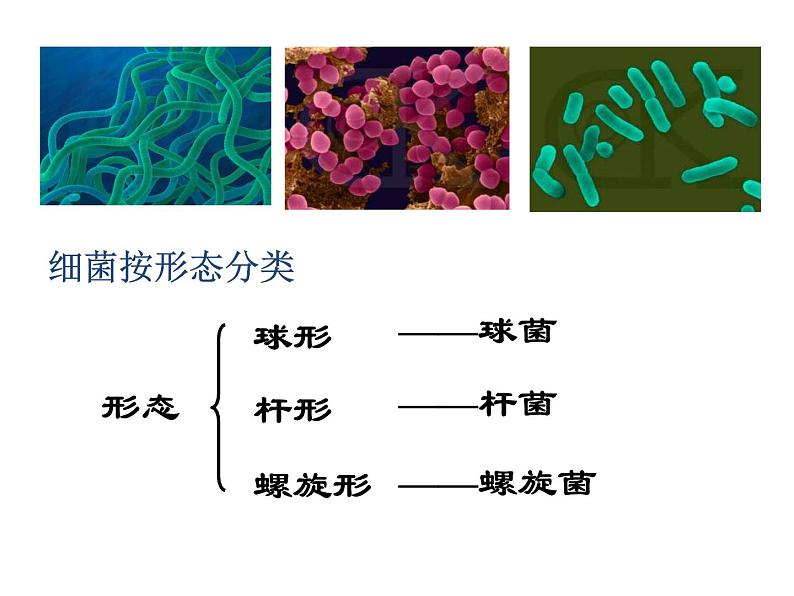 【浙教版】科学七下：1.6《细菌和真菌的繁殖》ppt课件（3）06