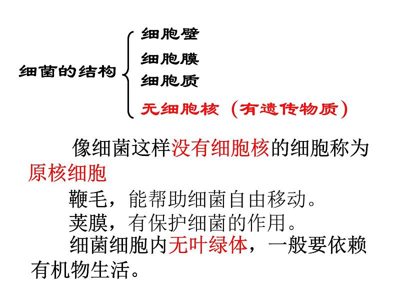 【浙教版】科学七下：1.6《细菌和真菌的繁殖》ppt课件（3）08