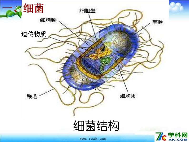 【浙教版】科学七下：1.6《细菌和真菌的繁殖》ppt课件（5）02