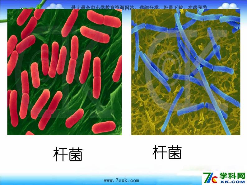 【浙教版】科学七下：1.6《细菌和真菌的繁殖》ppt课件（5）04