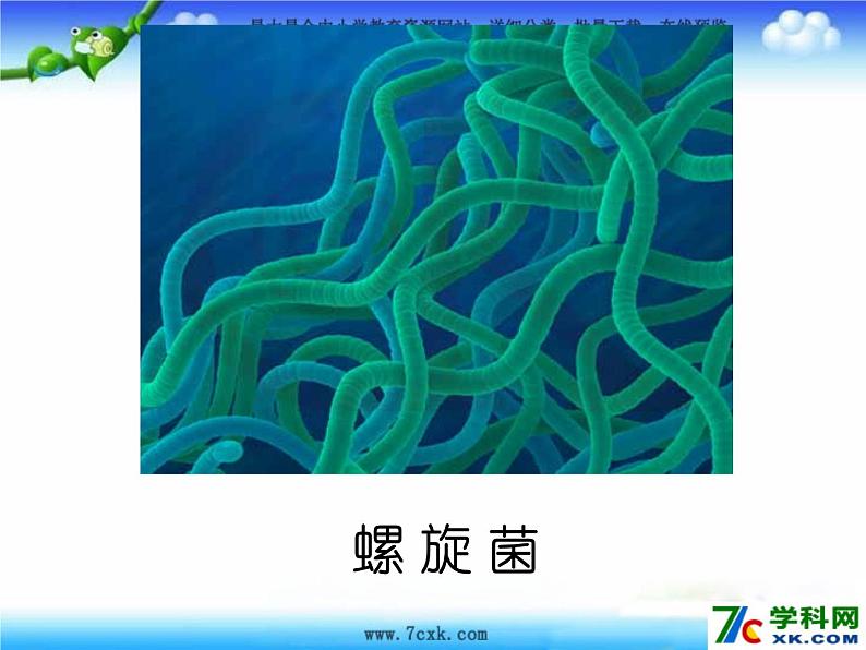 【浙教版】科学七下：1.6《细菌和真菌的繁殖》ppt课件（5）05