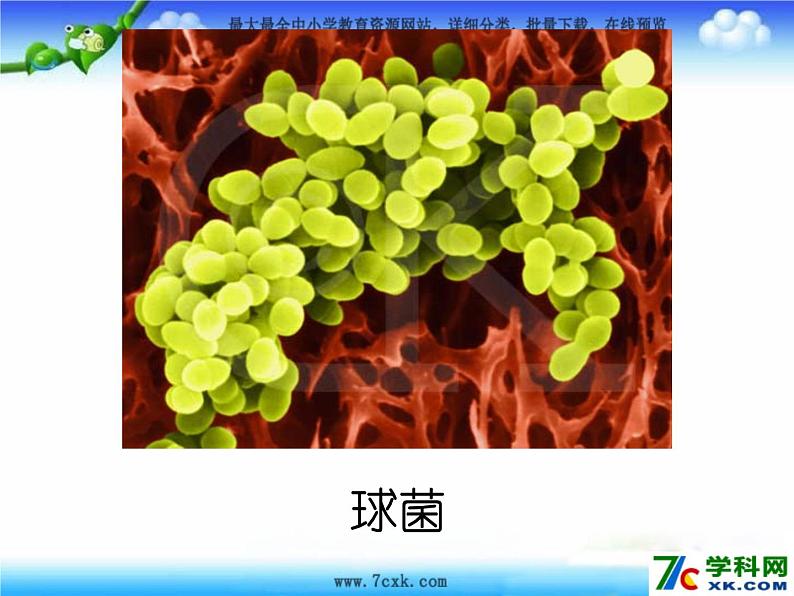 【浙教版】科学七下：1.6《细菌和真菌的繁殖》ppt课件（5）06