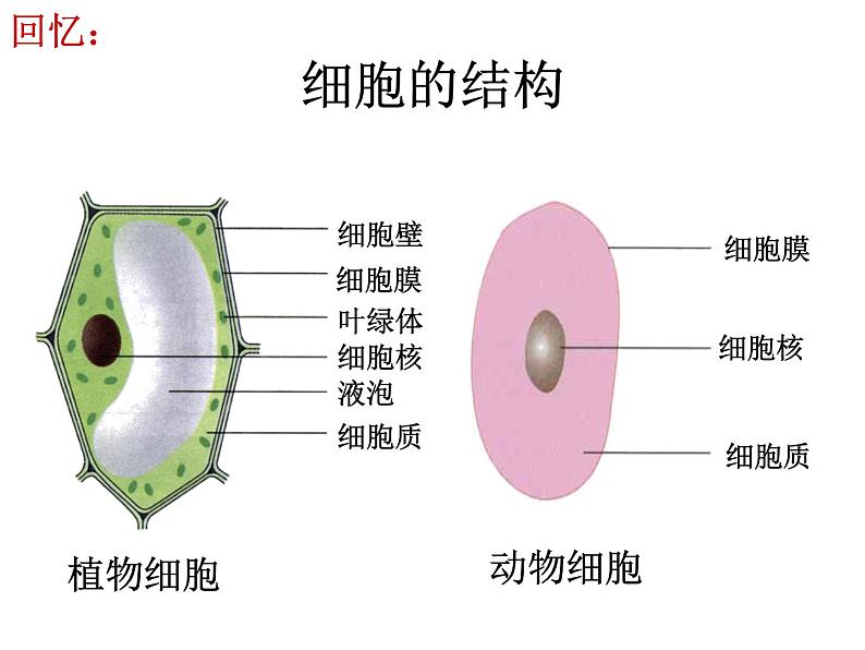 【浙教版】科学七下：1.6《细菌和真菌的繁殖》ppt课件（5）08