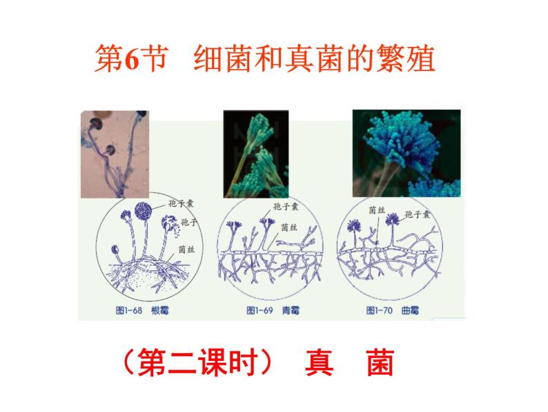 【浙教版】科学七下：1.6《细菌和真菌的繁殖》ppt课件（6）01