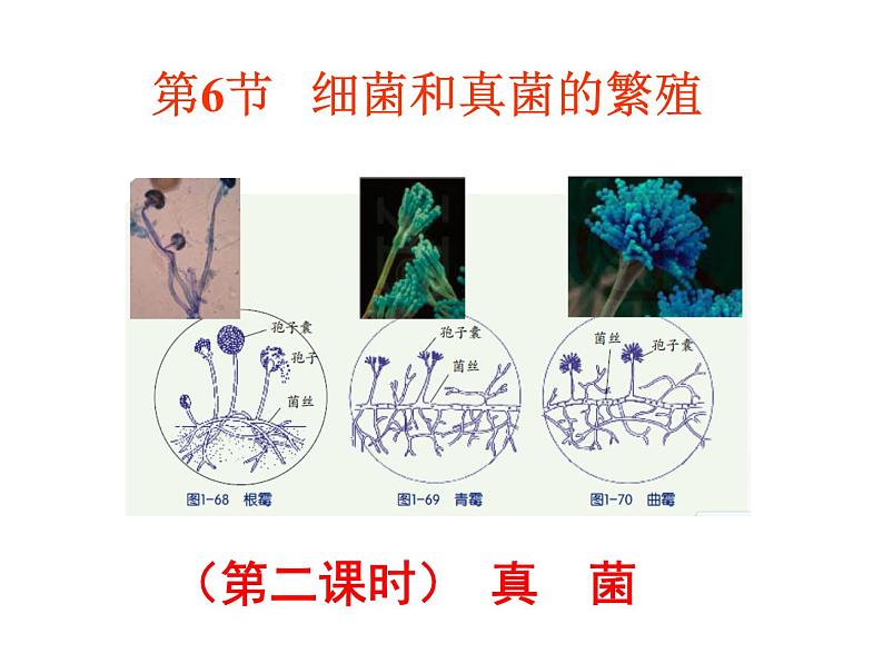 【浙教版】科学七下：1.6《细菌和真菌的繁殖》ppt课件（6）01