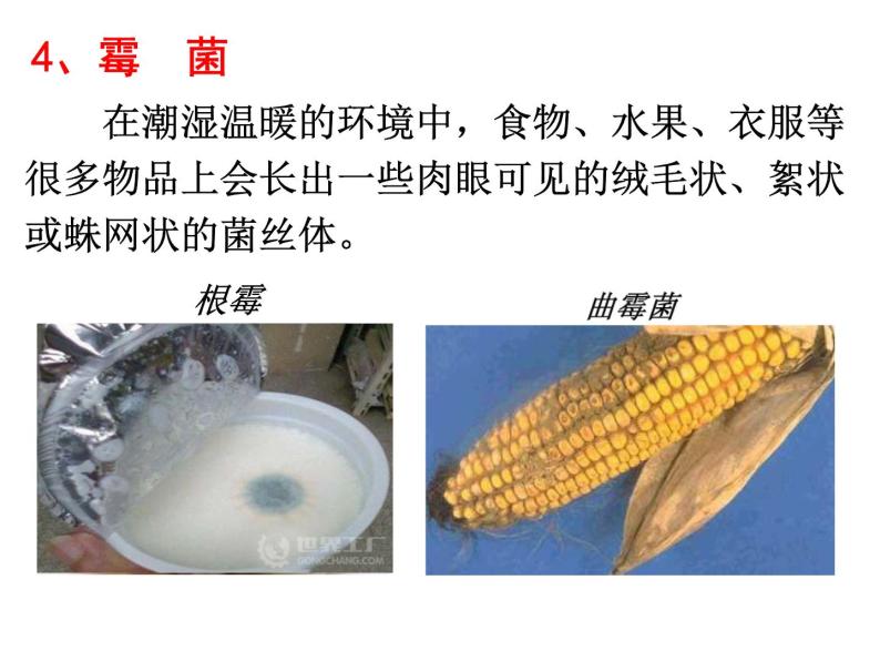 【浙教版】科学七下：1.6《细菌和真菌的繁殖》ppt课件（6）02