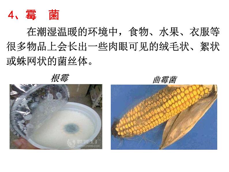 【浙教版】科学七下：1.6《细菌和真菌的繁殖》ppt课件（6）02