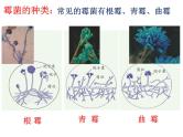 【浙教版】科学七下：1.6《细菌和真菌的繁殖》ppt课件（6）