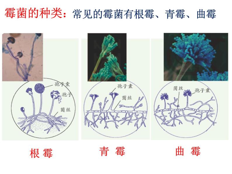 【浙教版】科学七下：1.6《细菌和真菌的繁殖》ppt课件（6）03
