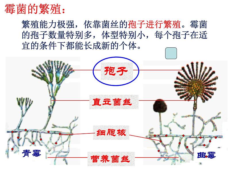 【浙教版】科学七下：1.6《细菌和真菌的繁殖》ppt课件（6）04