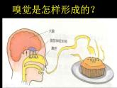 【浙教版】科学七下：2.1《感觉世界》ppt课件（1）