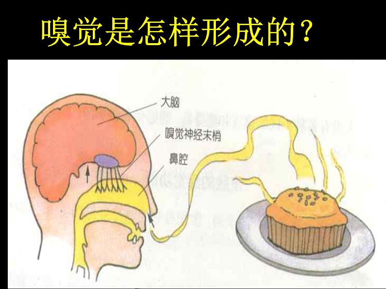 【浙教版】科学七下：2.1《感觉世界》ppt课件（1）03