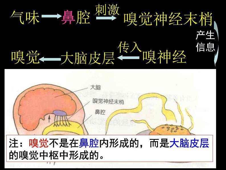 【浙教版】科学七下：2.1《感觉世界》ppt课件（1）04